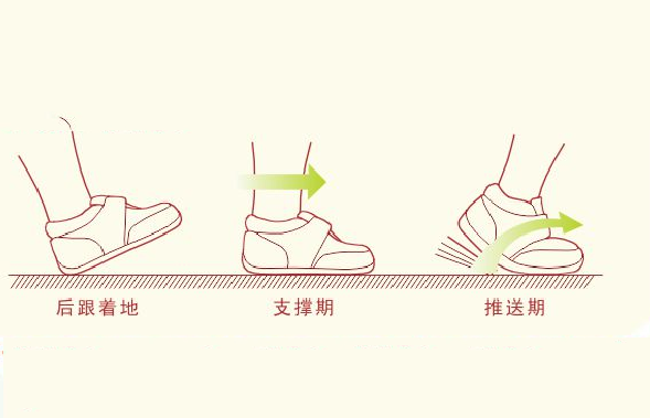 幼儿学步鞋：学步期（参考年龄：约16个月-3岁）的宝宝，此阶段需培养正确步态， 应该给幼儿穿着前足有曲线弯槽设计的幼儿学步鞋